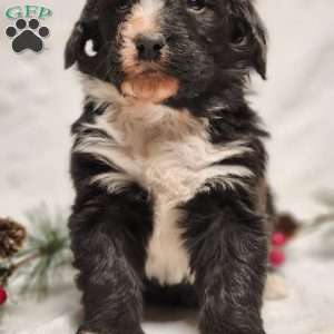 Oliver, Bernedoodle Puppy